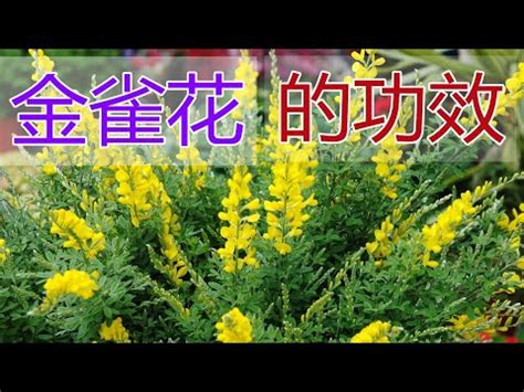 金雀花功效